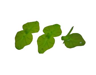 树叶乐竞网页版入口_乐竞(中国)
